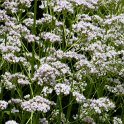 Valeriana officinalis fleur